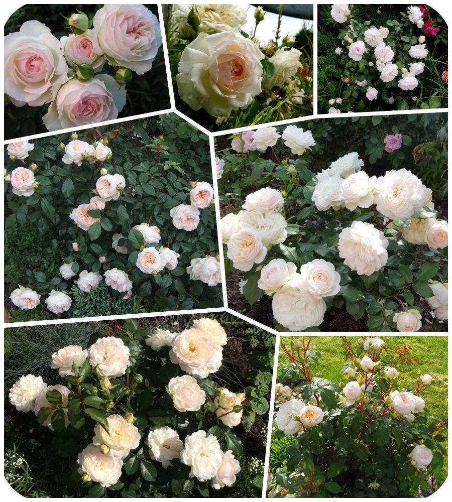 Stephanie Baronin Zu Guttenberg róża rabatowa